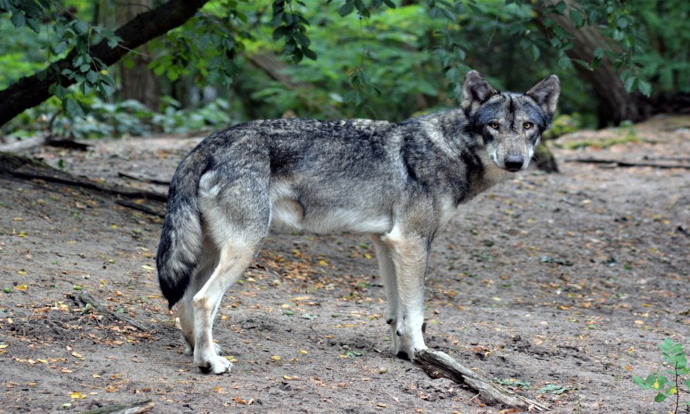Los daños del lobo se duplicaron entre 2015 y el 2017.1920