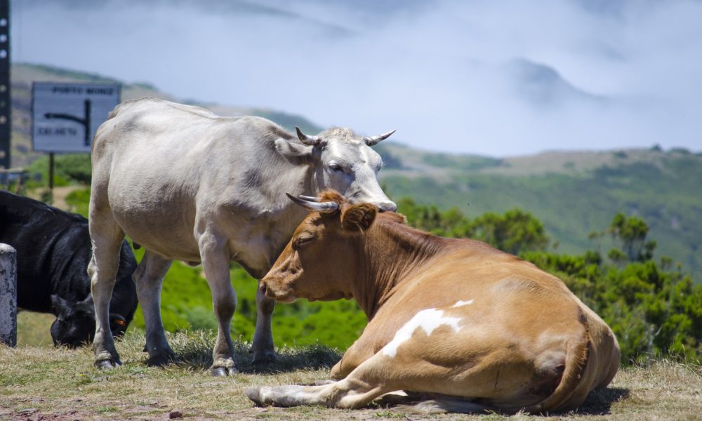 Medio Rural convoca las ayudas de compensaciones por inactividad y para reposición del ganado.1920
