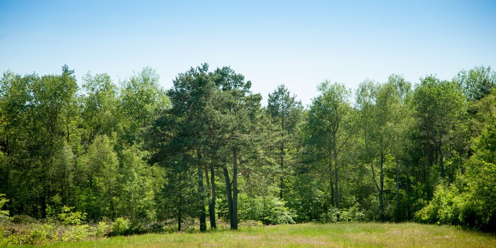 Medio Rural destinará cuatro millones para proyectos de ordenación de montes