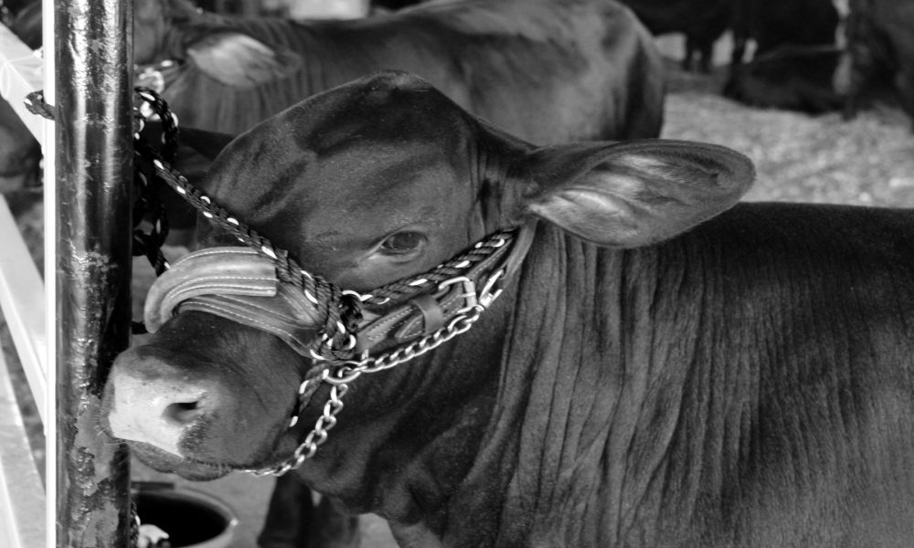 Mostra Exposición de Muimenta - MOEXMU 2018.1920