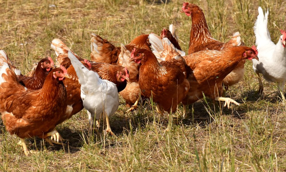 Por meterse donde no lo llamaban Un grupo de gallinas mata a picotazos a un zorro que se colo en su corral 1920