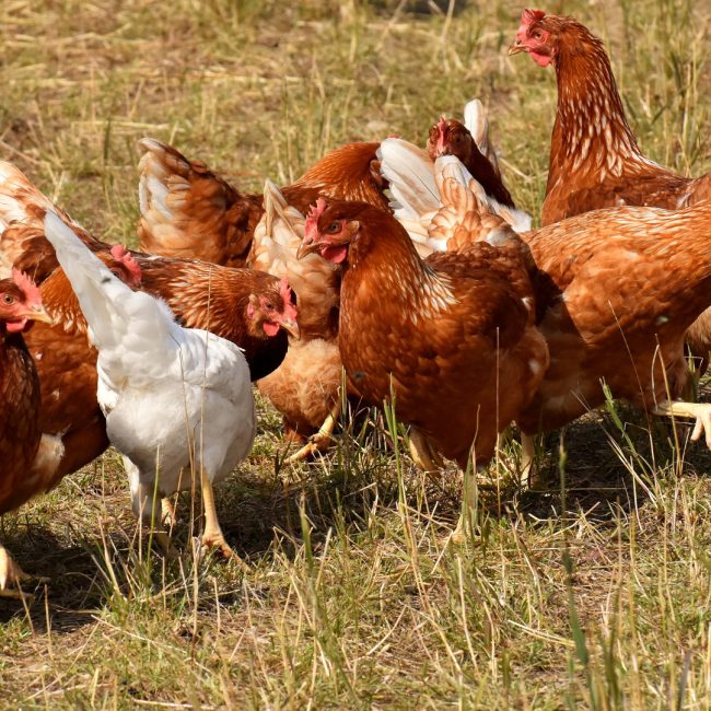 Por meterse donde no lo llamaban: Un grupo de gallinas mata a picotazos a un zorro que se coló en su corral