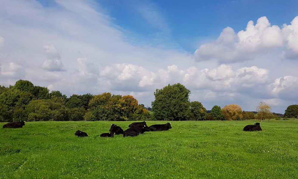 Por qué en producción de vacuno de carne Irlanda es una potencia mundial.