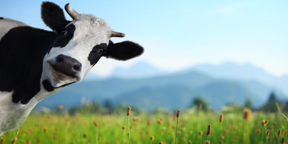 ¿Qué es el bienestar animal?