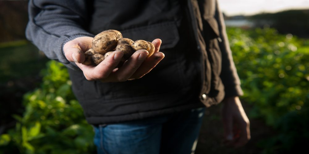 Retiradas ya 315 toneladas de patatas por culpa de la polilla guatemalteca
