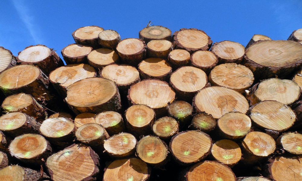 Se crea la Agencia Gallega de la Industria Forestal1920