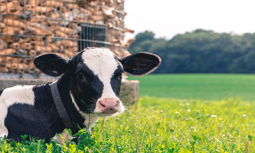 Se organiza un curso de Ayudante de Granja de Vacuno de Leche.