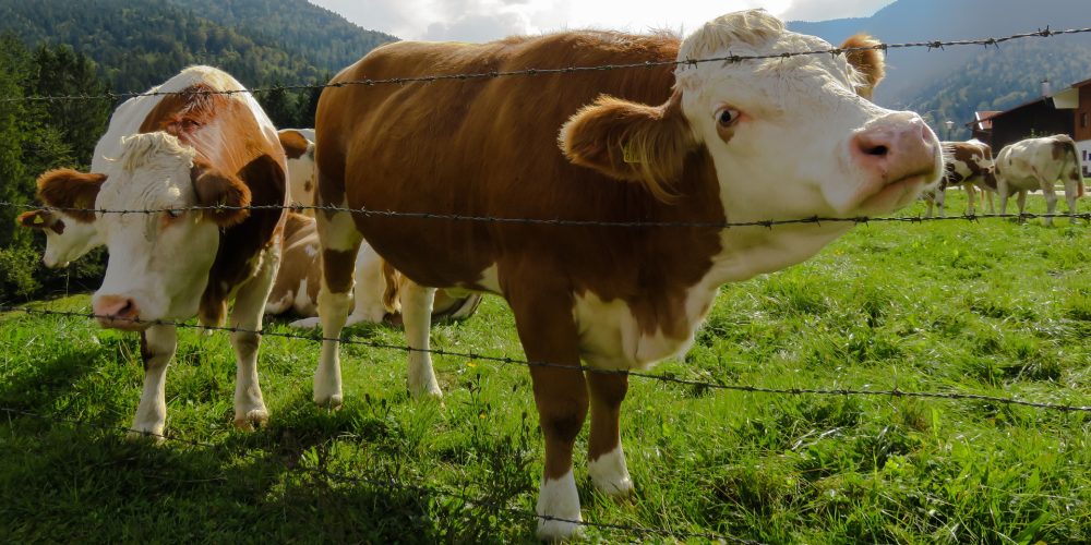 Si una vaca cruza un monte público asturiano será sancionada con más del triple que si un conductor se salta 2 veces un semáforo en rojo