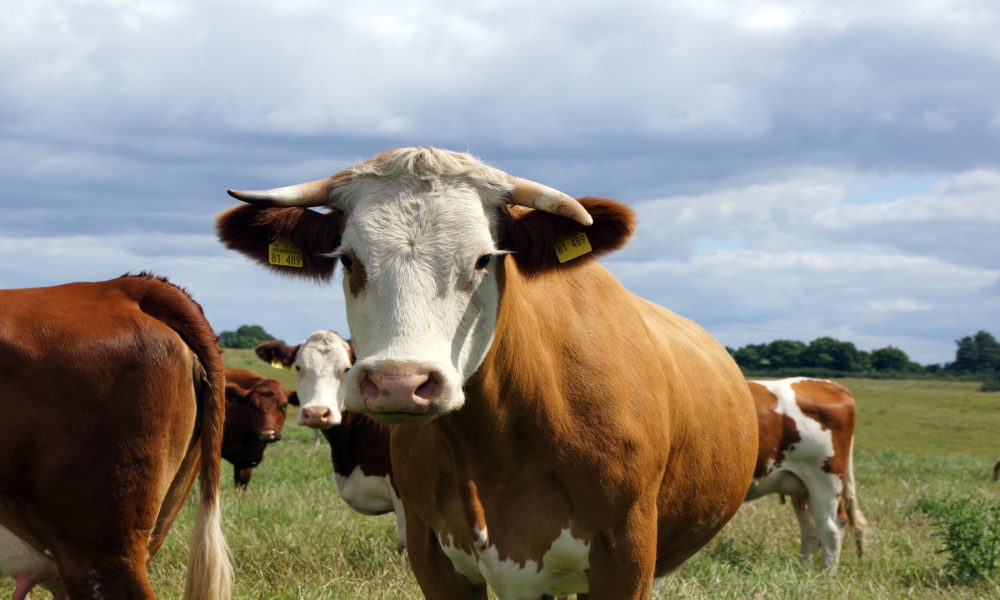 Unións Agrarias insta a la Xunta a que haga las gestiones pertinentes para que cese esta campaña de acoso