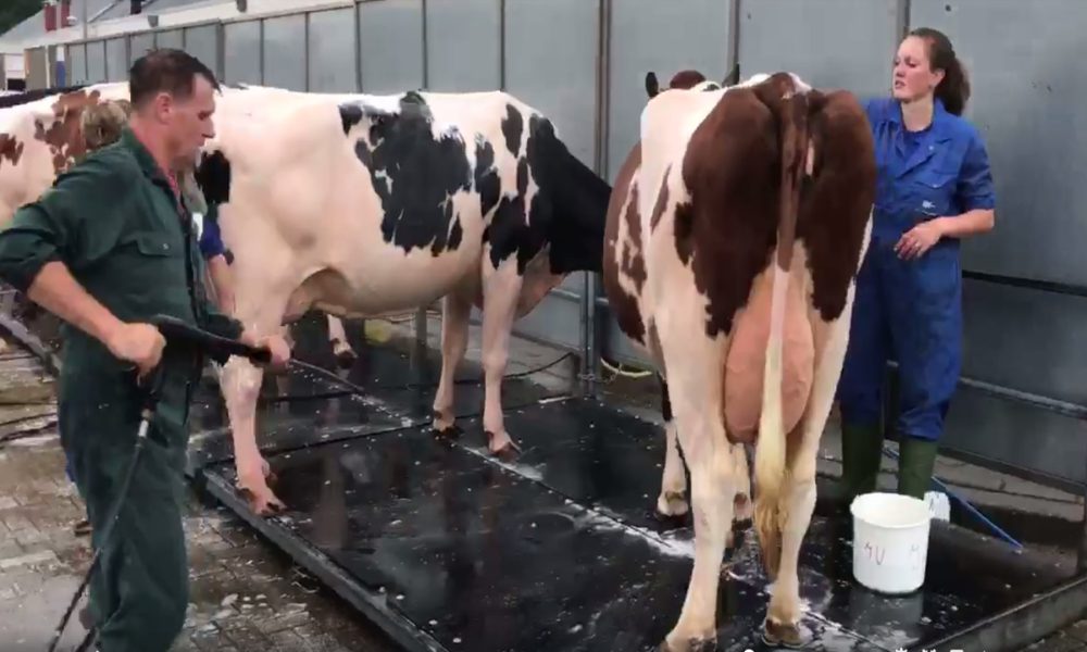 a las vacas les gusta bañarse.1920