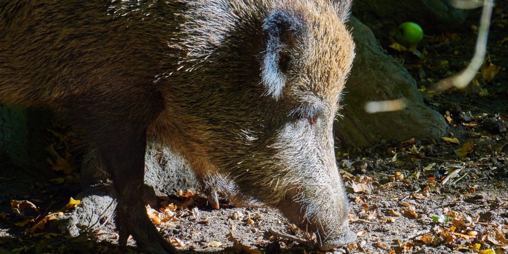 Ayudas para prevenir daños causados por fauna silvestre en explotaciones agrícolas y ganaderas