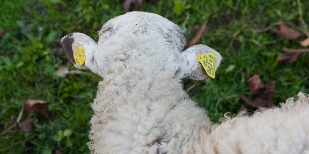 Beneficiarios de las ayudas por daños del lobo