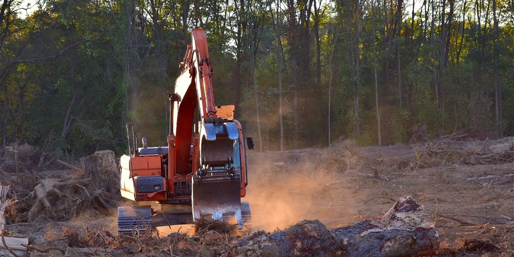 Cambios en la normativa forestal para el 2019