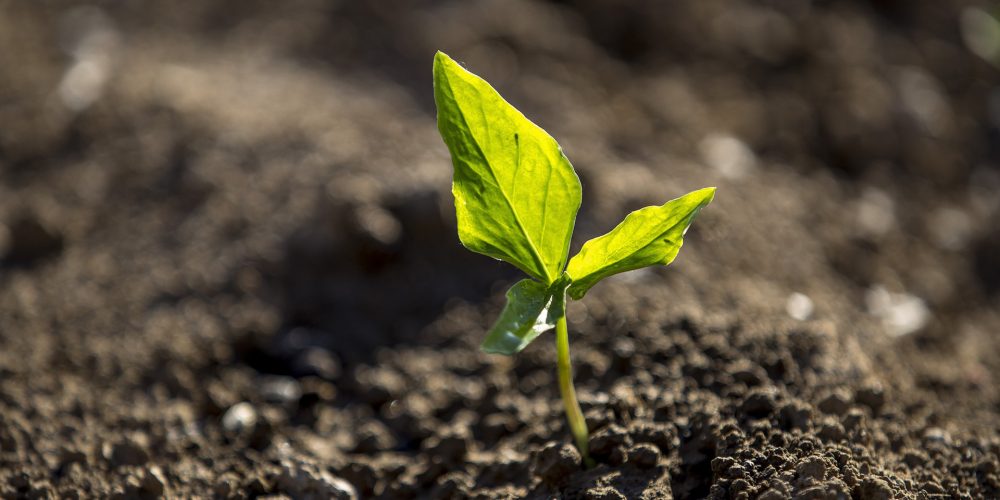 Convocadas ayudas para apoyar a las explotaciones agrícolas de producción vegetal