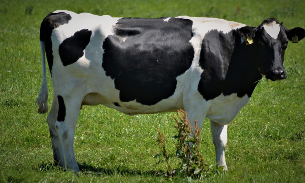 el-2019-cambios-uso-antibioticos-sector-vacuno-leche-1920
