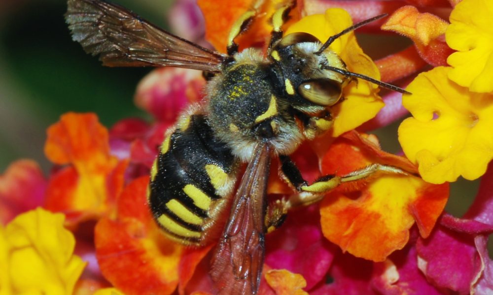 el-ataque-de-la-velutina-a-nuestras-amigas-las-abejas-1920