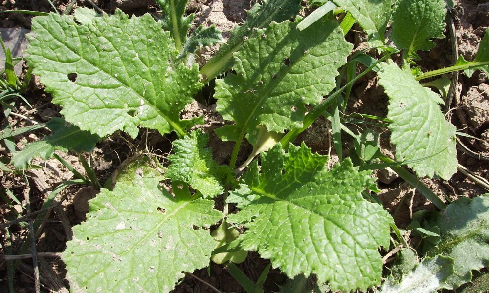 Grelos, una de las verduras con más clorofila que protege las células