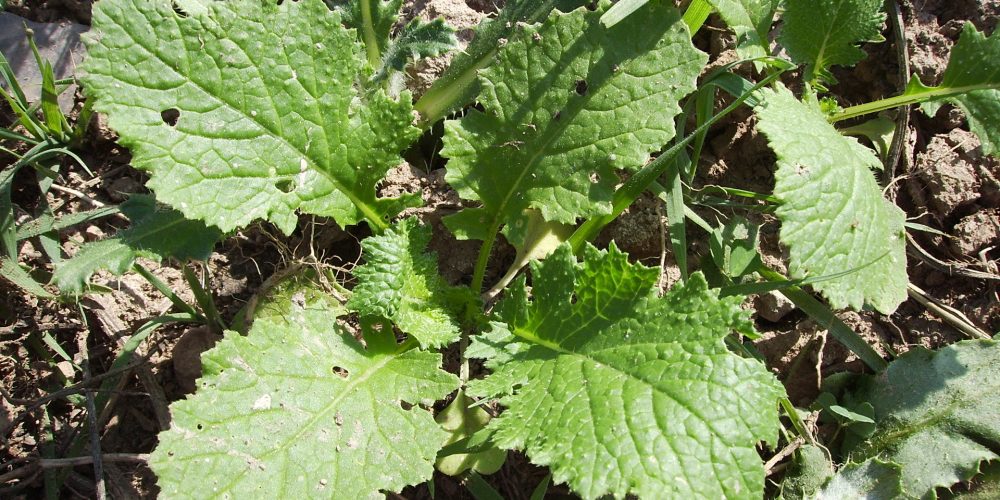 Grelos, una de las verduras con más clorofila que protege las células