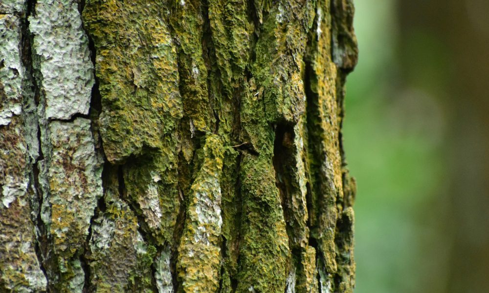 hasta-el-20-de-noviembre-para-postularse-al-premio-proyecto-innovador-forestal-2018