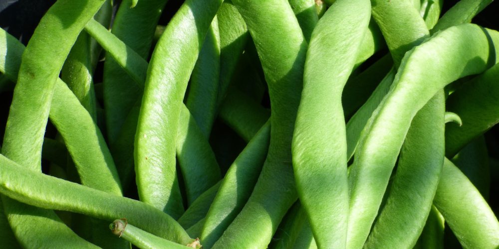 Judías: la mejor época de consumo es en verano y otoño