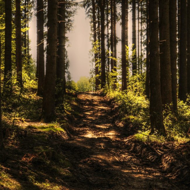 La importancia de la reforestación