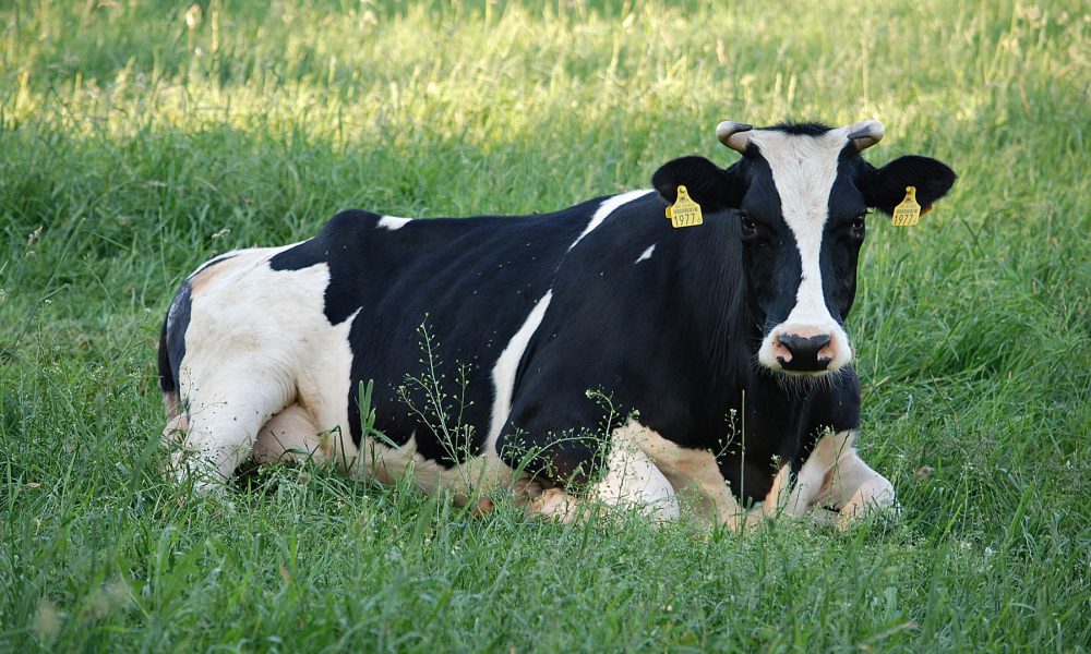 la-importancia-del-descanso-en-las-vacas-1920