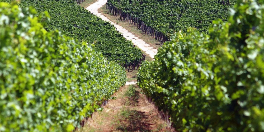 La siniestralidad agrícola eleva las indemnizaciones a 470 millones de euros