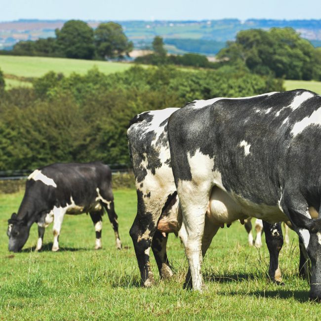 Principales novedades para los seguros agrarios y ganaderos en 2019