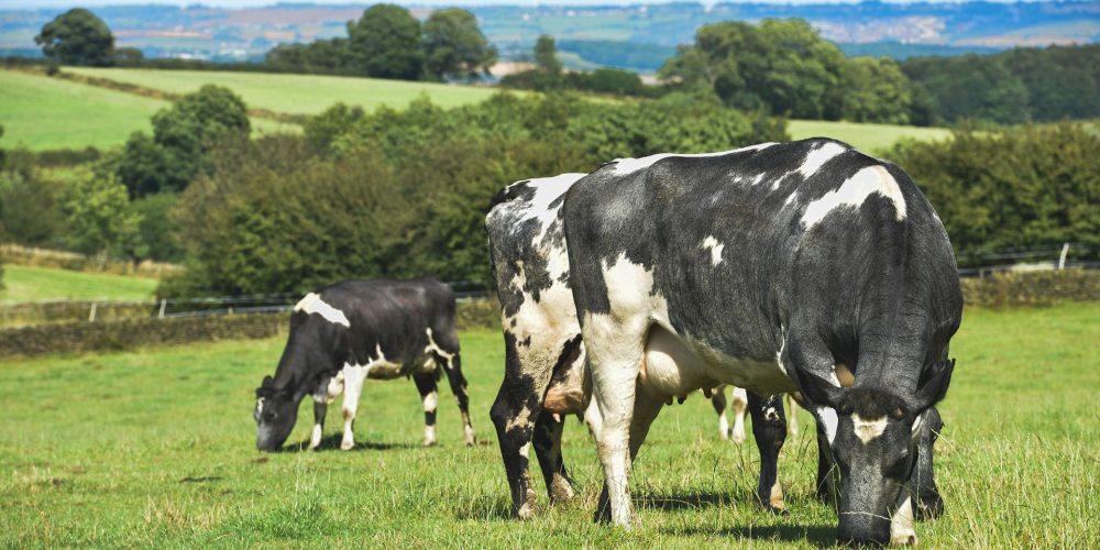 Principales novedades para los seguros agrarios y ganaderos en 2019