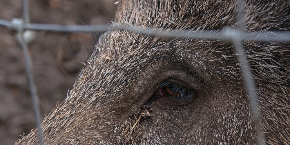 Publicado el listado de beneficiarios de las ayudas para prevenir daños de la fauna salvaje