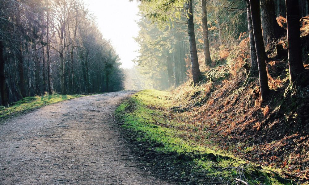 200-millones-de-euros-para-el-sector-forestal-gallego-1920