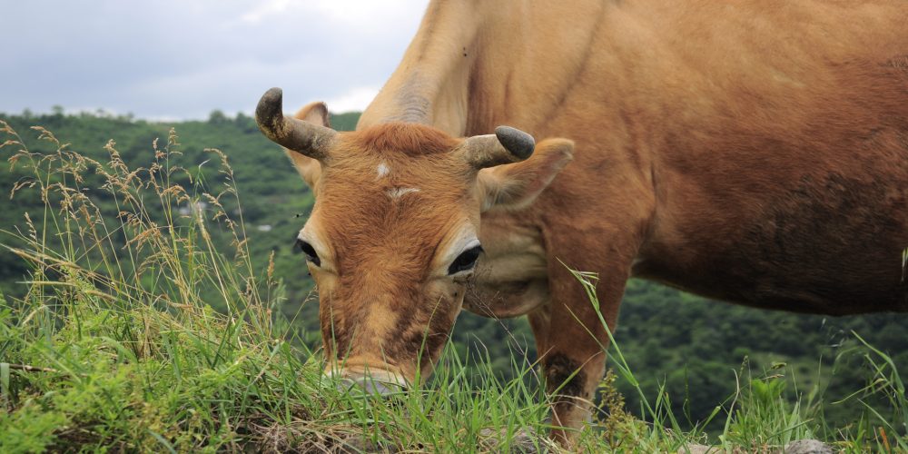 La European Dairy Farmers, el club privado de ganaderías de toda Europa