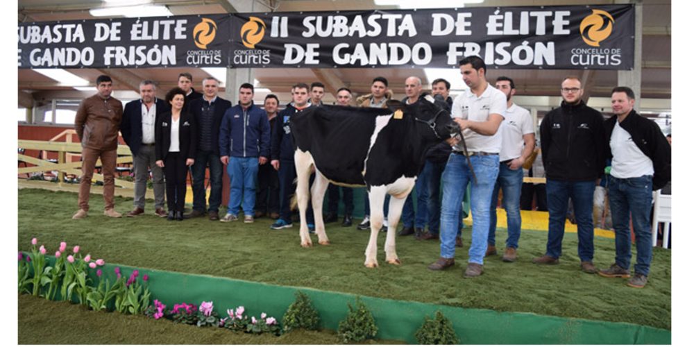 La mejor ternera Frisona de España es Gallega