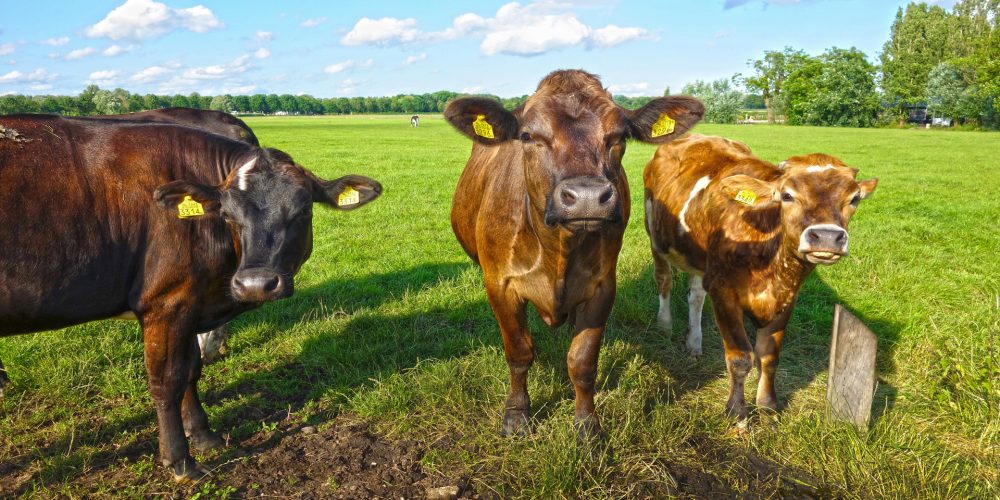 Medio Rural aprueba el 86% de las solicitudes de incorporación y el 43% de los planes de mejora