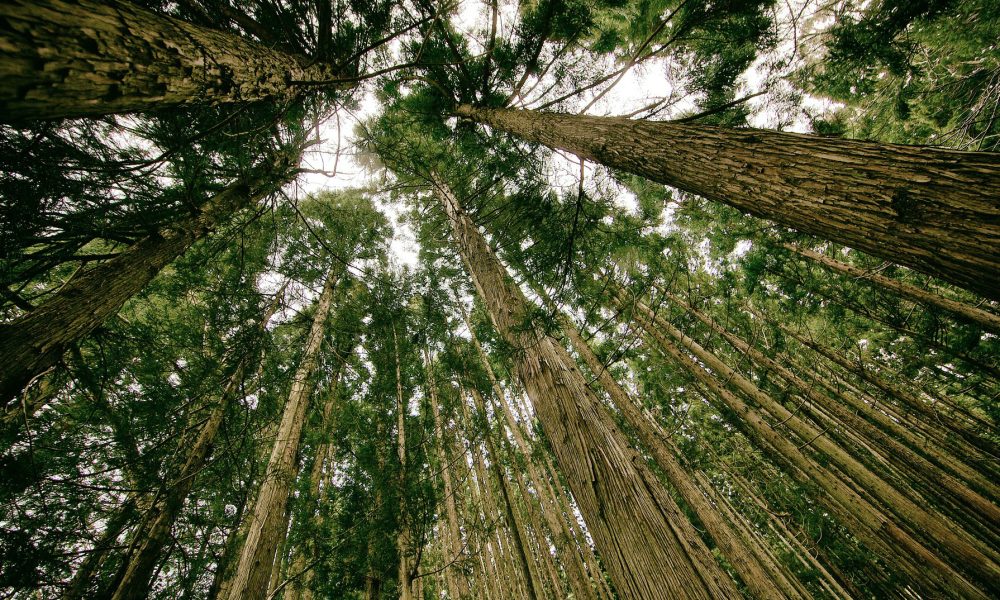 convocado-premio-proyecto-innovador-forestal-1920