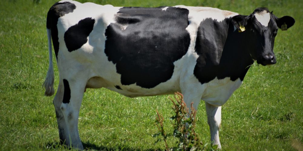 El 2019 trae cambios en el uso de antibióticos para el sector de vacuno de leche