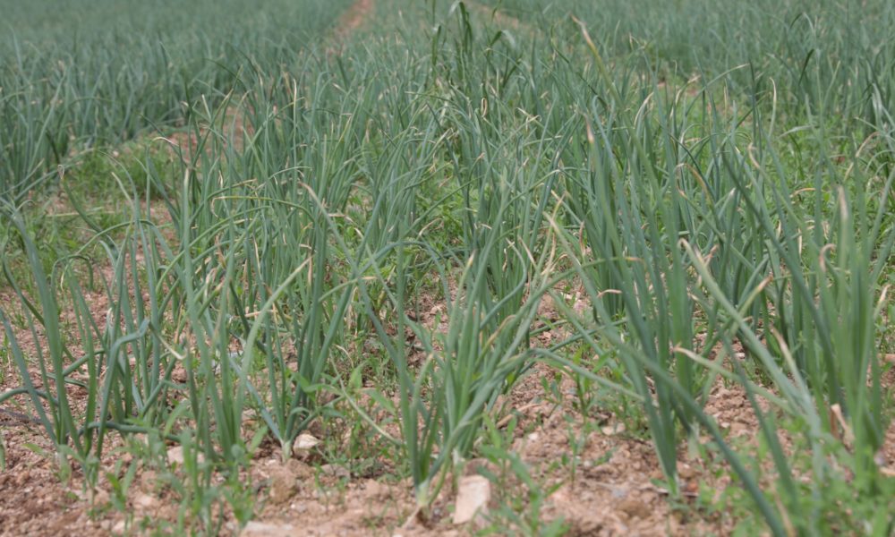 los jóvenes gallegos dan una oportunidad al campo