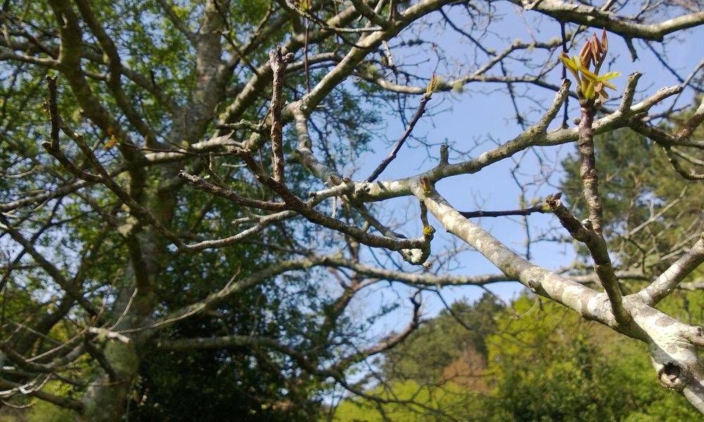 mil comunidades de montes de galicia están sin actividad según cálculos de la xunta