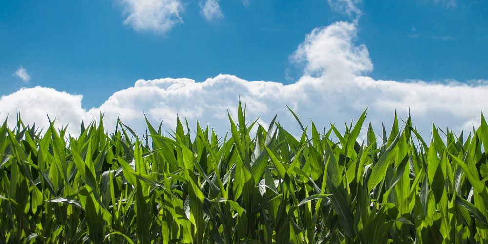 Objetivo: multiplicar las especies vegetales autóctonas