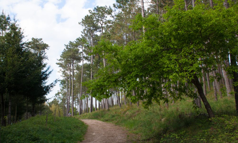 pontevedra contará con 16 parques forestales