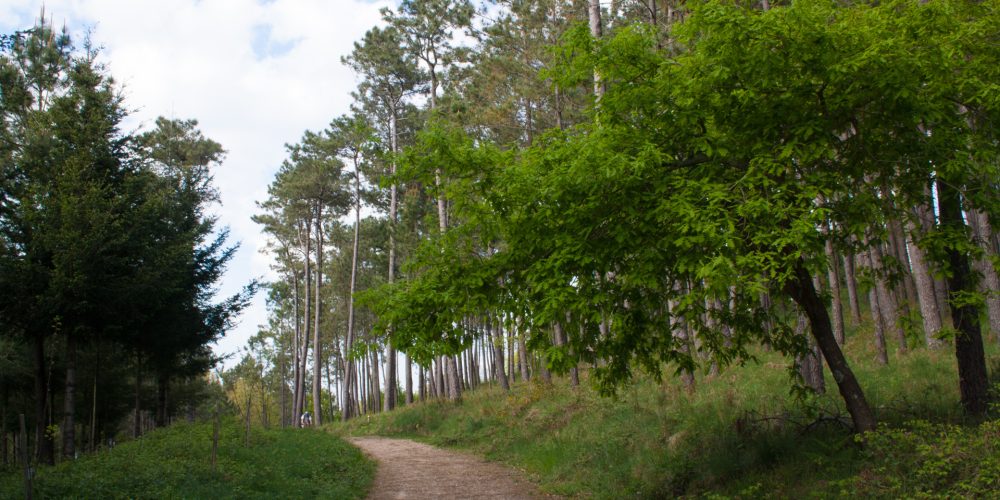 Pontevedra contará con 16 parques forestales