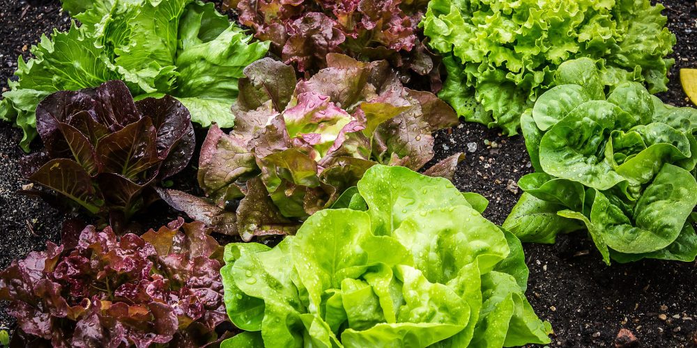 Quercetina, antioxidante presente en la lechuga